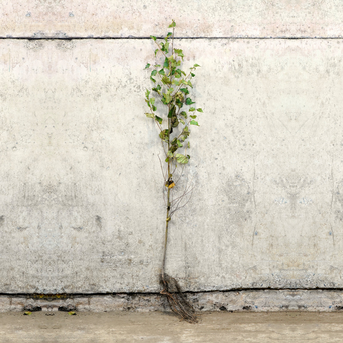 Silver Birch bare root tree 100-125cm – photo 2