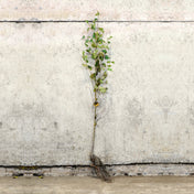Silver Birch bare root tree 100-125cm – photo 2