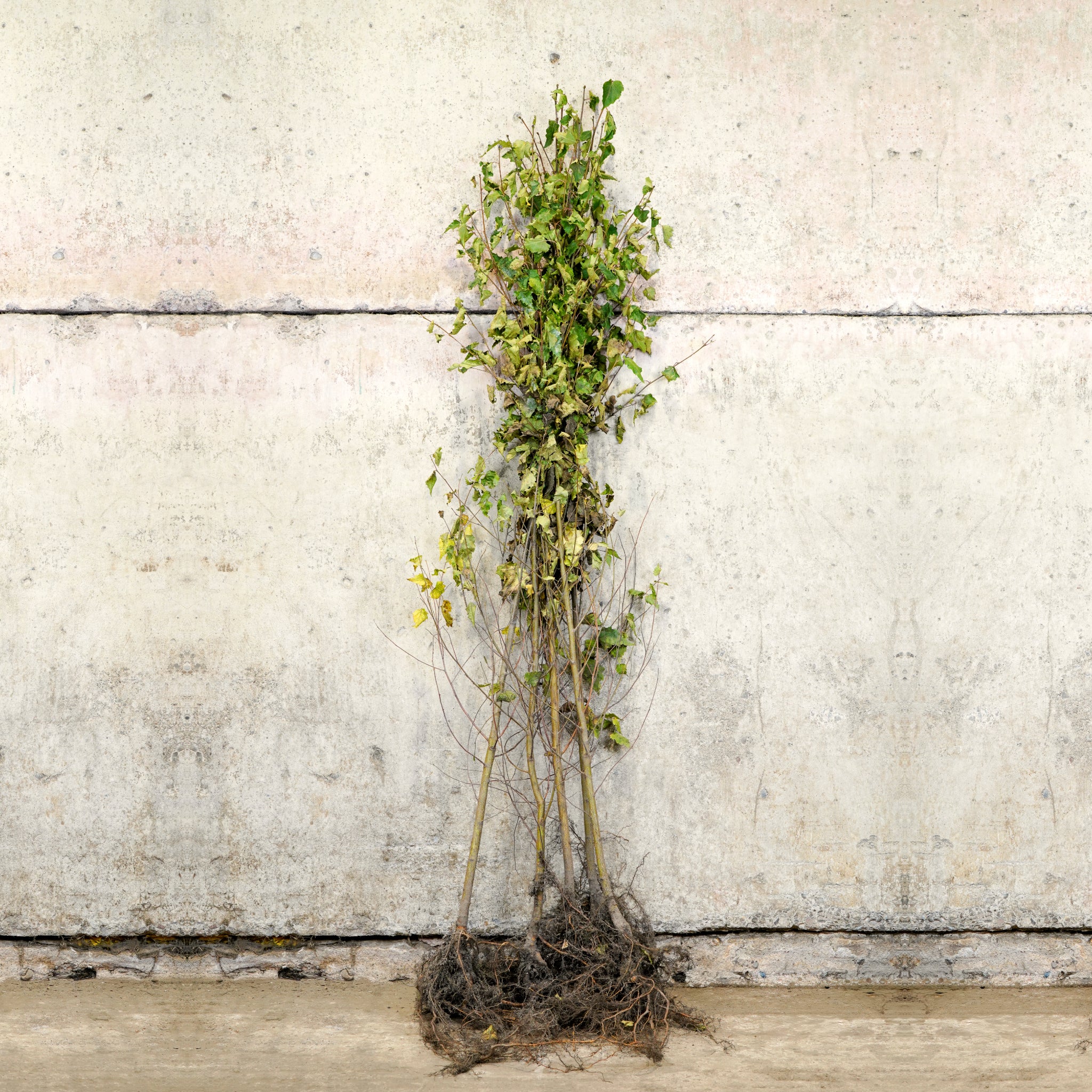 Silver Birch bare root tree 150-175cm