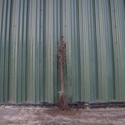 Betula pendula (Silver Birch) 40-60cm bare root.