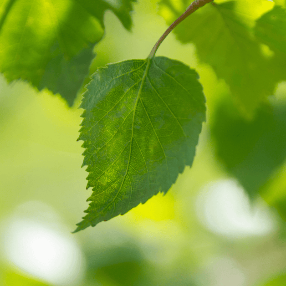 Silver Birch (Betula pendula) detail