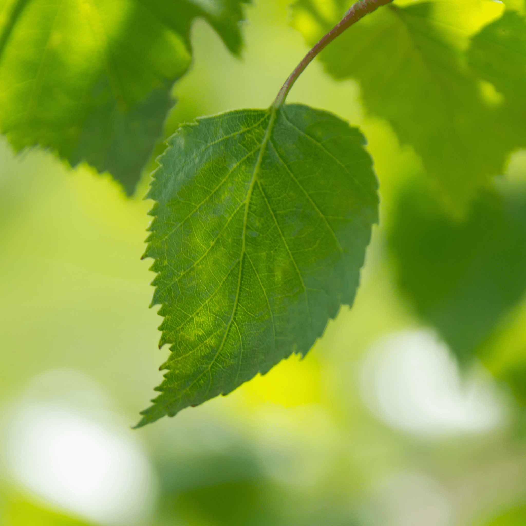 Silver Birch (Betula pendula) detail