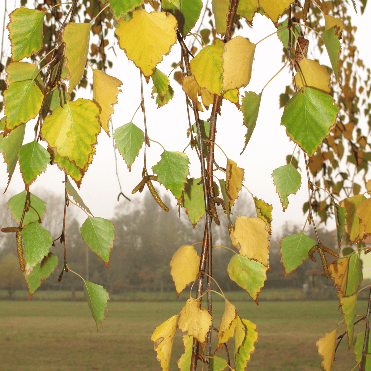 Silver Birch (Betula pendula) detail – photo 2
