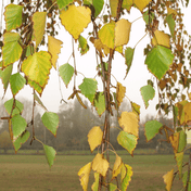 Silver Birch (Betula pendula) detail – photo 2