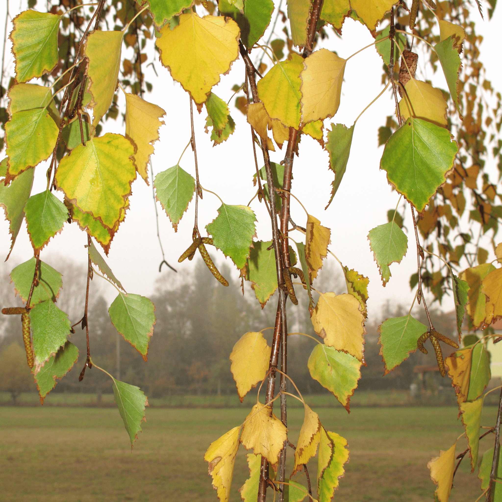Silver Birch (Betula pendula) detail