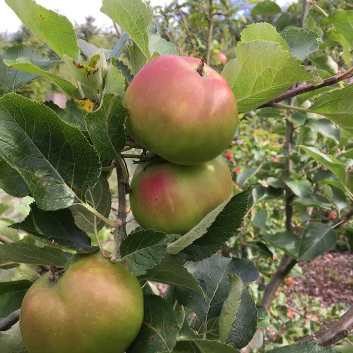 Malus domestica 'Bramley Seedling' (Bramley apple) pot grown fruit tree.