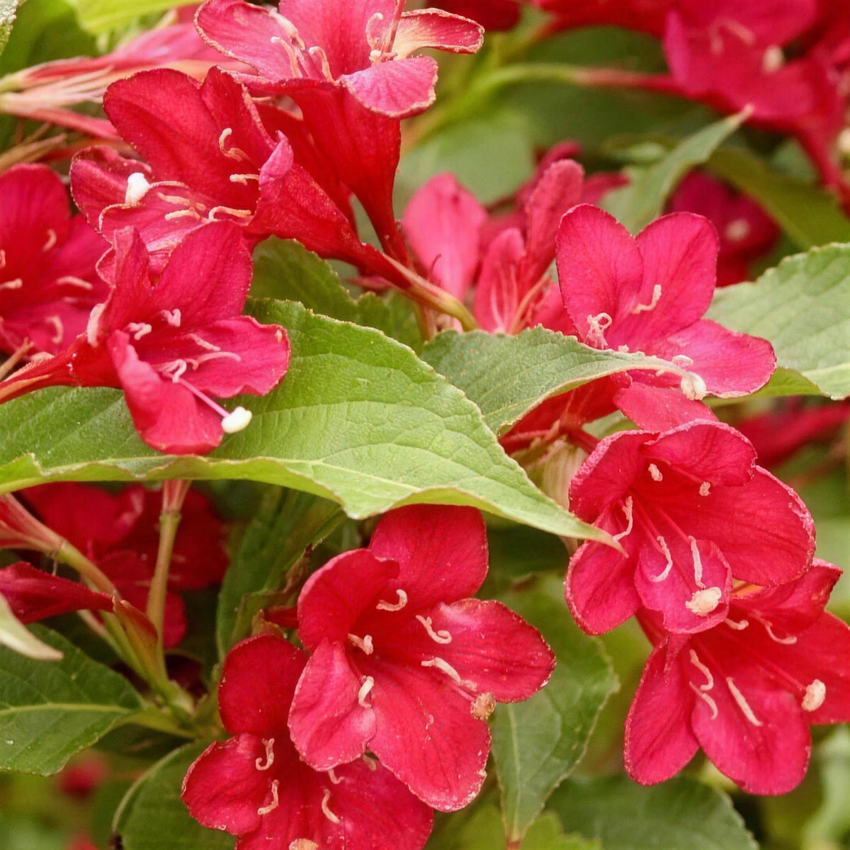 Weigela 'Bristol Ruby' pot grown shrub.