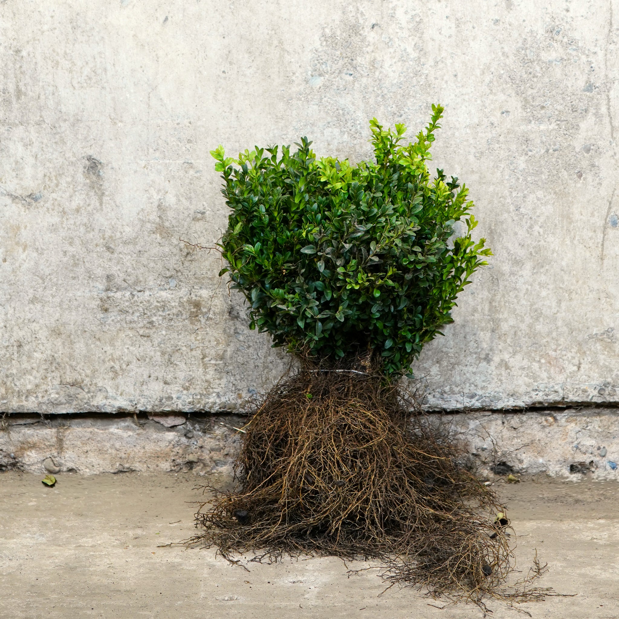 Buxus sempervirens (Box) 20-40cm bare root hedging plant.