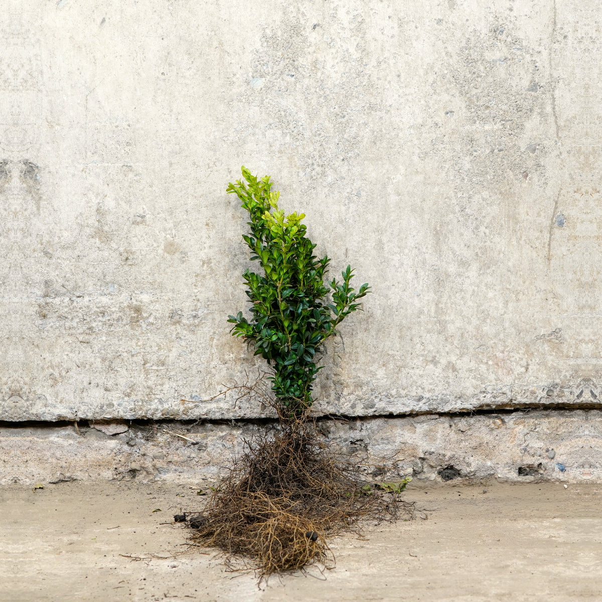 Box hedging plants 20-40cm bare root