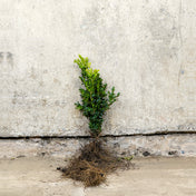 Box hedging plants 20-40cm bare root