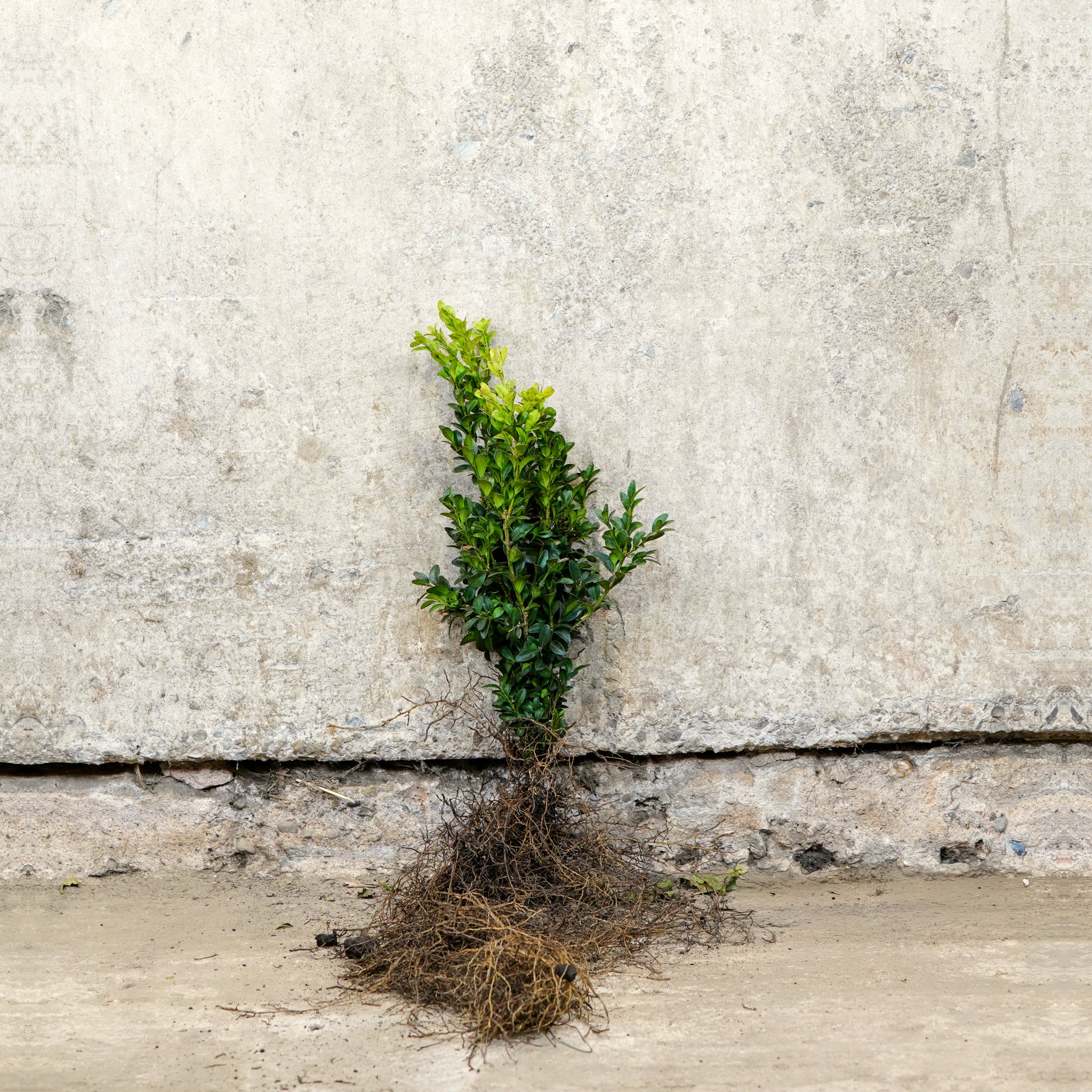 Box hedging plants 20-40cm bare root