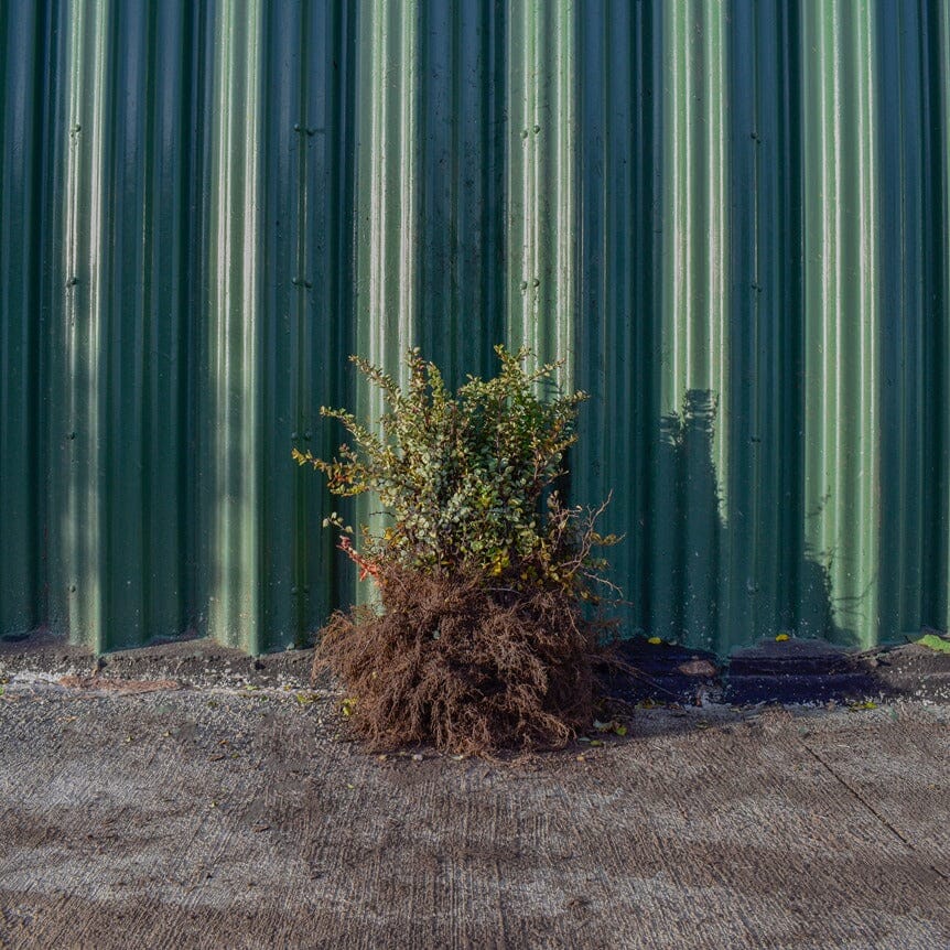 Berberis thunbergii (Green Berberis) 20/40cm bare root hedging plant.