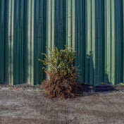 Berberis thunbergii (Green Berberis) 20/40cm bare root hedging plant.