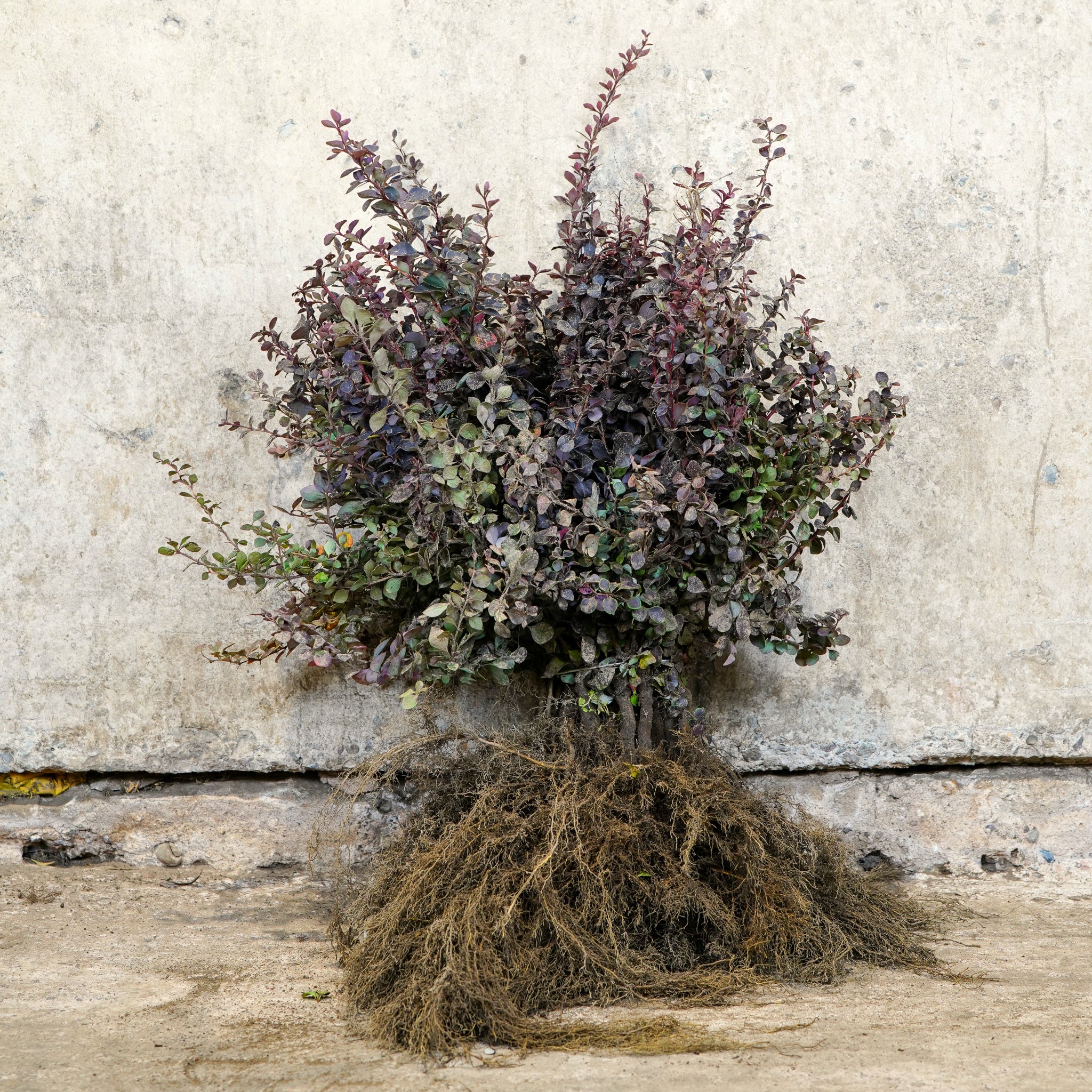 Purple Berberis 20-40cm bare root hedge plant
