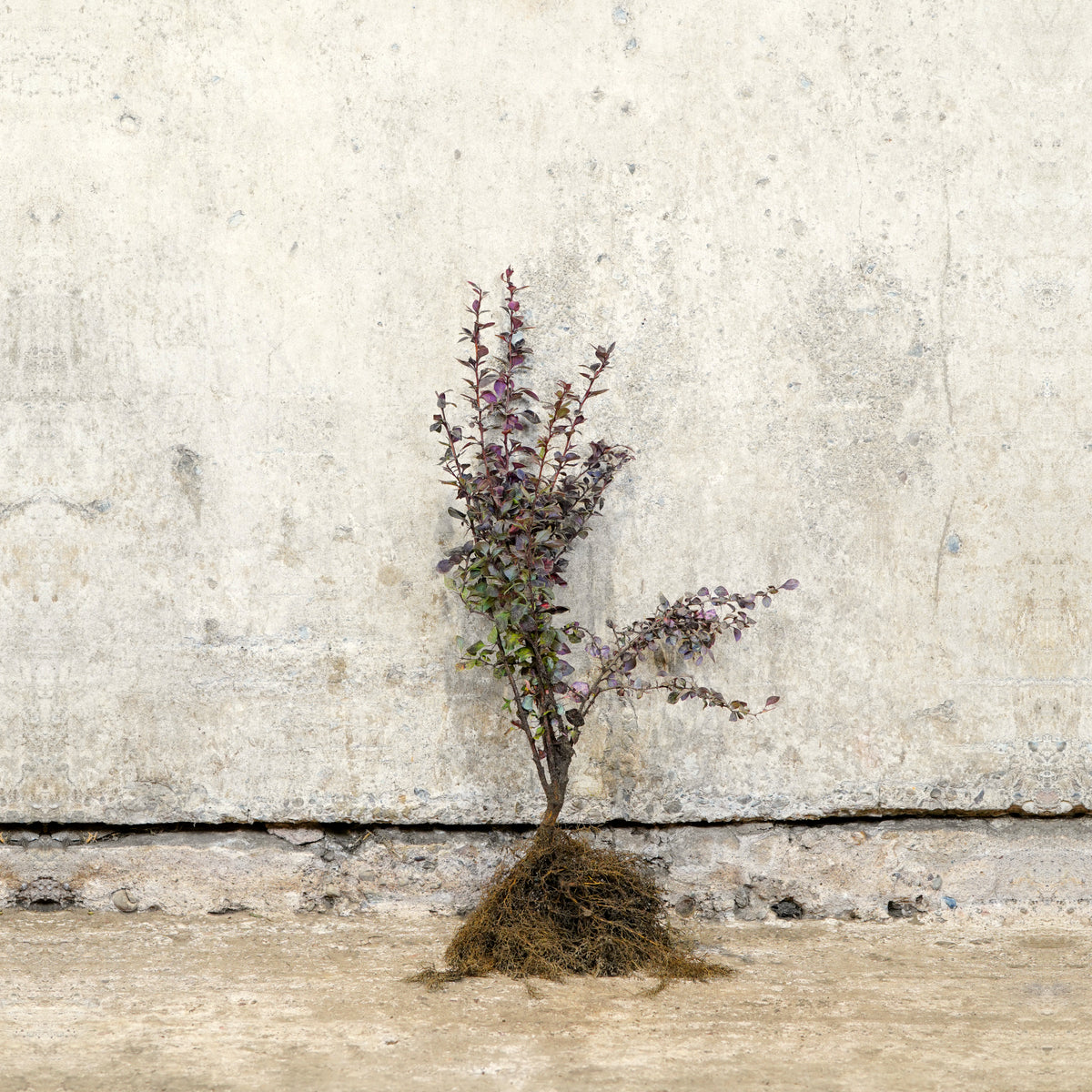 Purple Berberis 20-40cm bare root hedge plant – photo 2