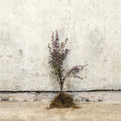 Purple Berberis 20-40cm bare root hedge plant – photo 2