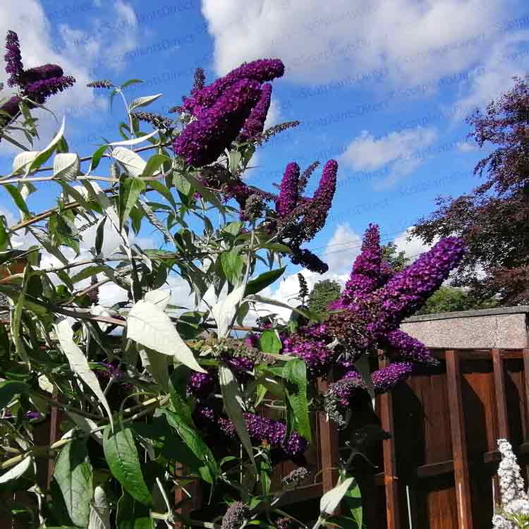 Buddleja davidii 'Black Knight' 3L pot butterfly bush.