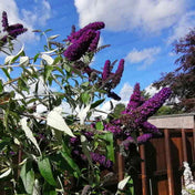 Buddleja davidii 'Black Knight' 3L pot butterfly bush.