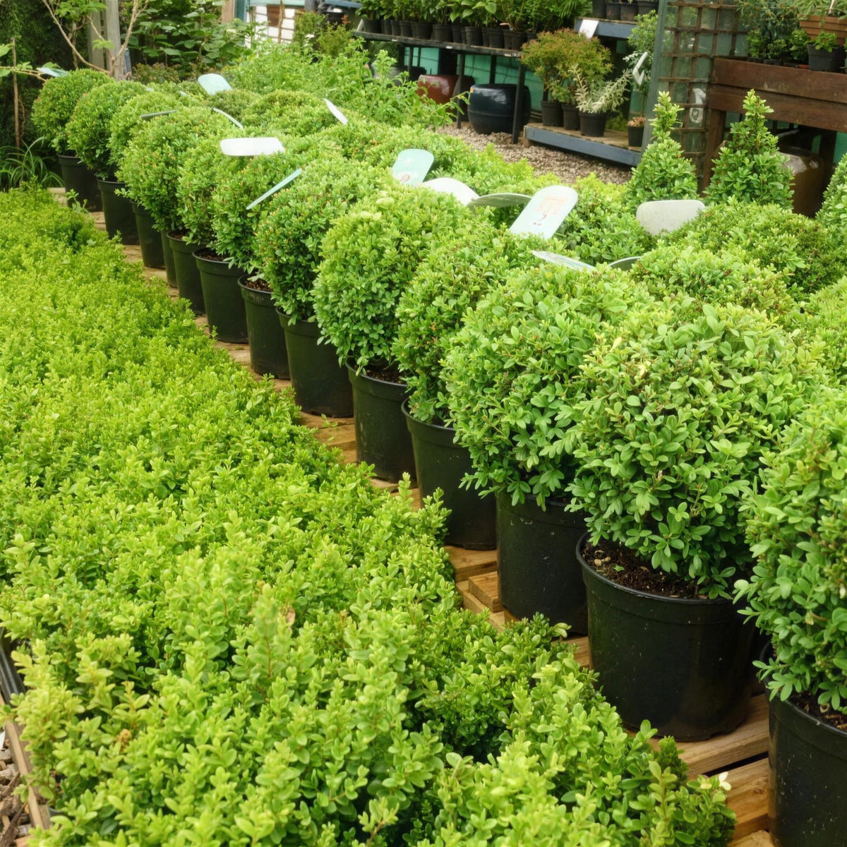 Buxus sempervirens (box) 25-30cm pot grown topiary ball.