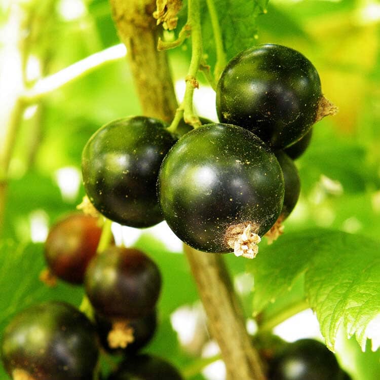 Ribes nigrum (blackcurrant) 'Ben Sarek' pot grown fruit bush.