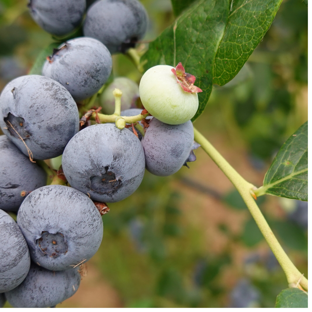 Vaccinium corymbosum 'Blue Crop' (Blueberry) 2L pot grown plant.