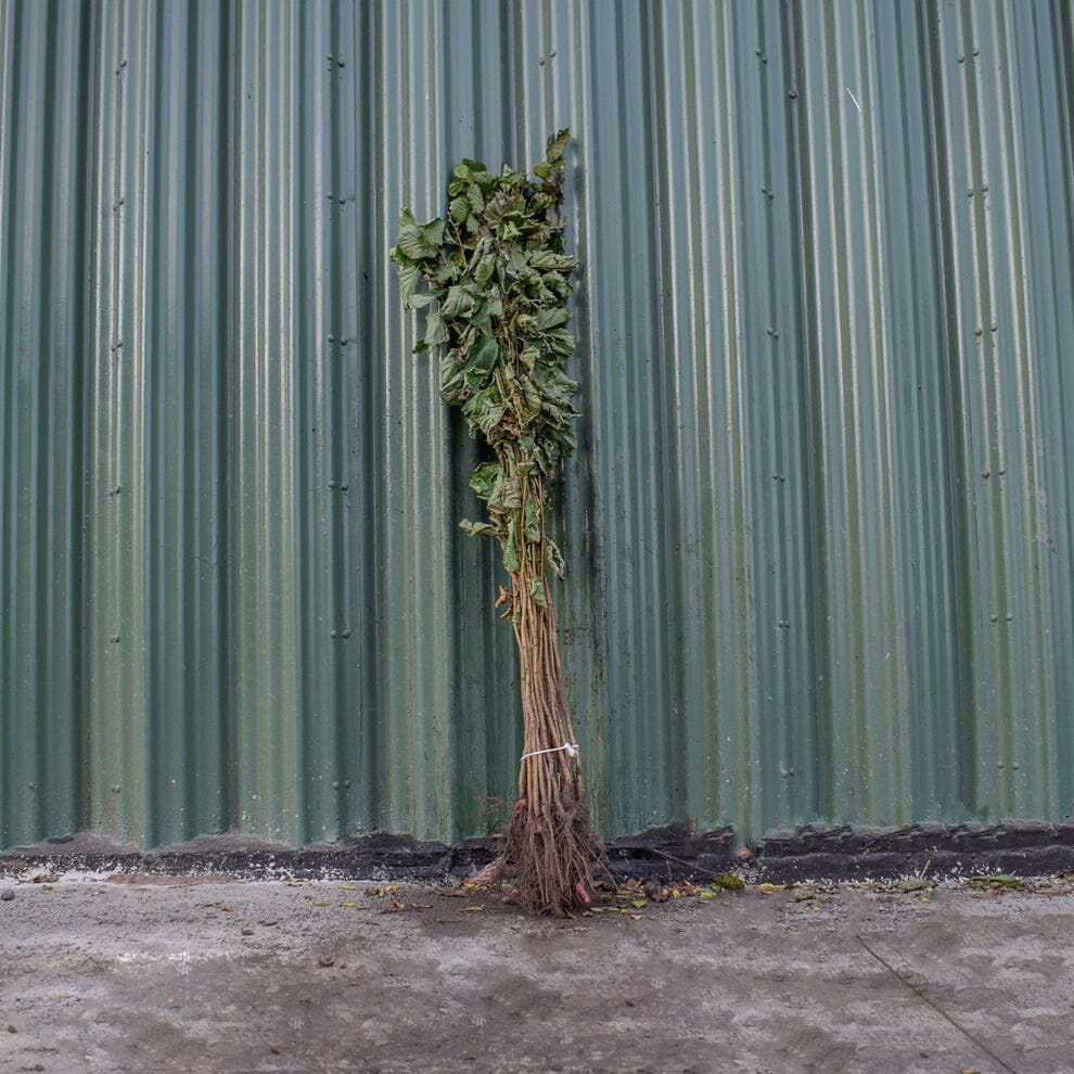Corylus avellana (Hazel) 100/125cm bare root saplings.