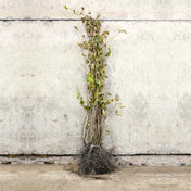 Hazel bare root tree 120-150cm