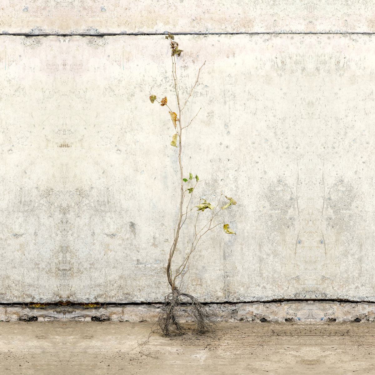 Hazel bare root tree 120-150cm – photo 2