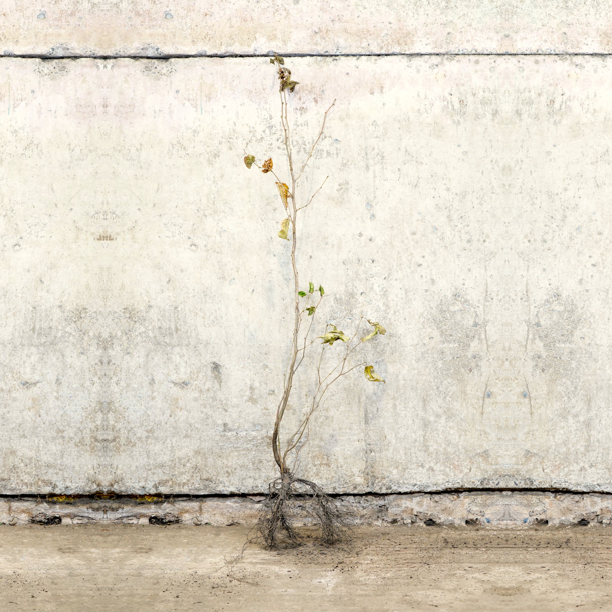 Hazel bare root tree 120-150cm