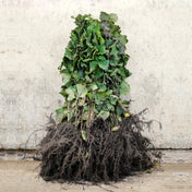 Hazel bare root sapling 60-80cm