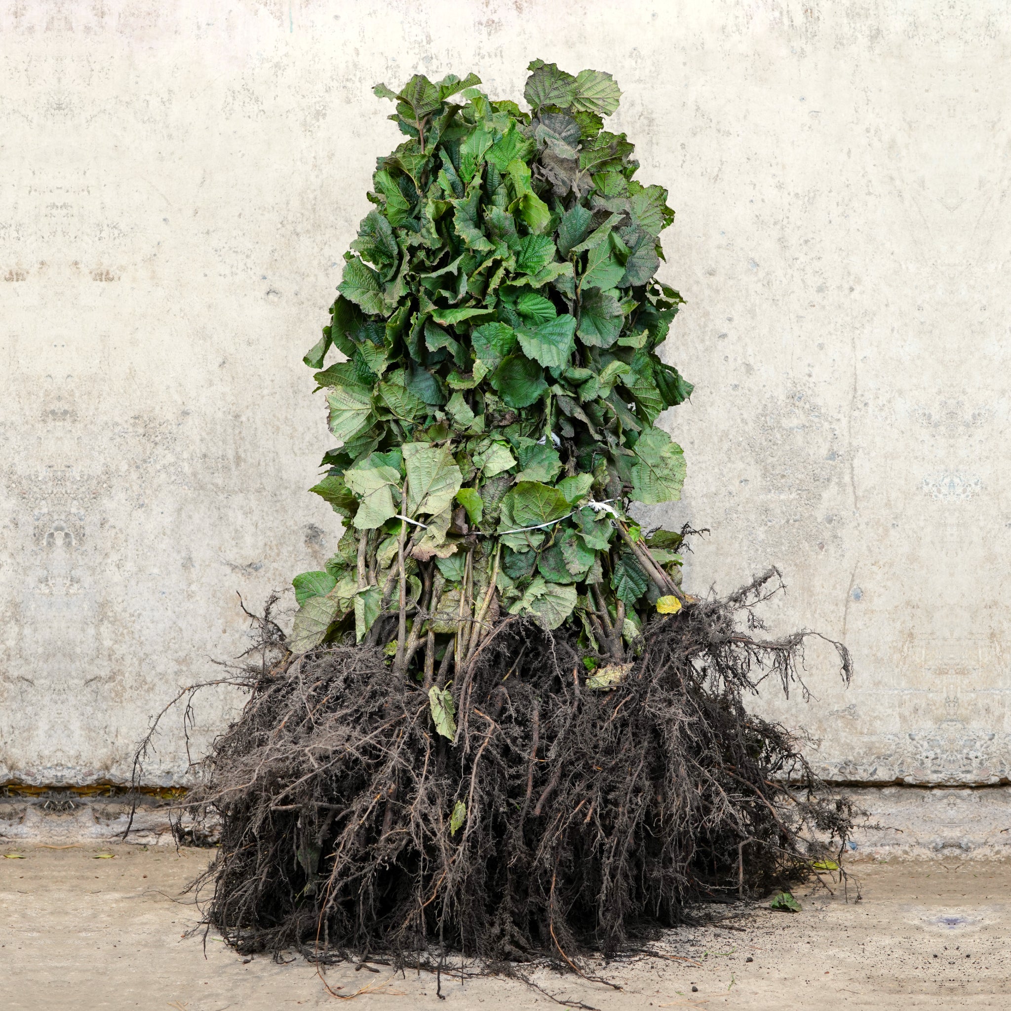 Hazel bare root sapling 60-80cm