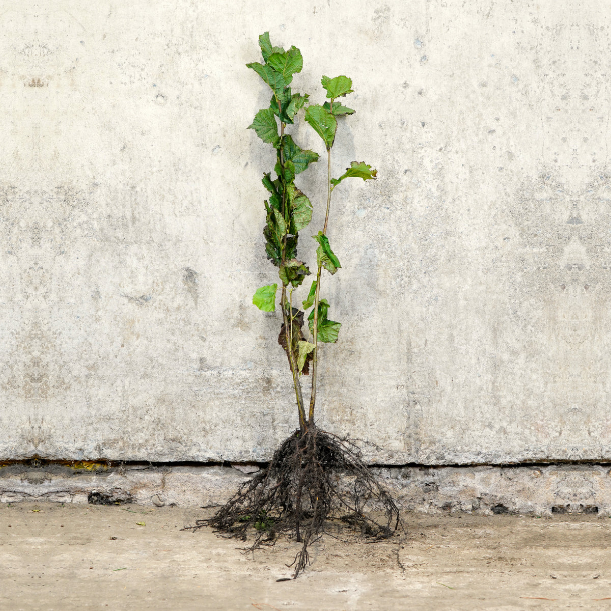 Hazel bare root sapling 60-80cm – photo 2