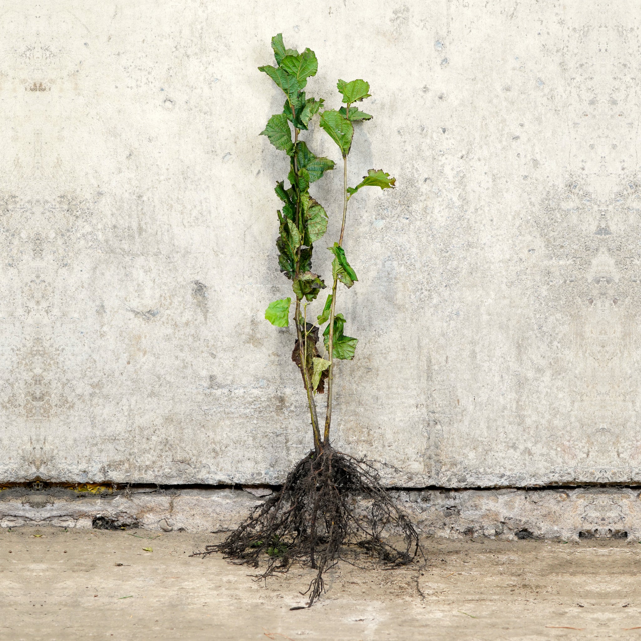 Hazel bare root sapling 60-80cm