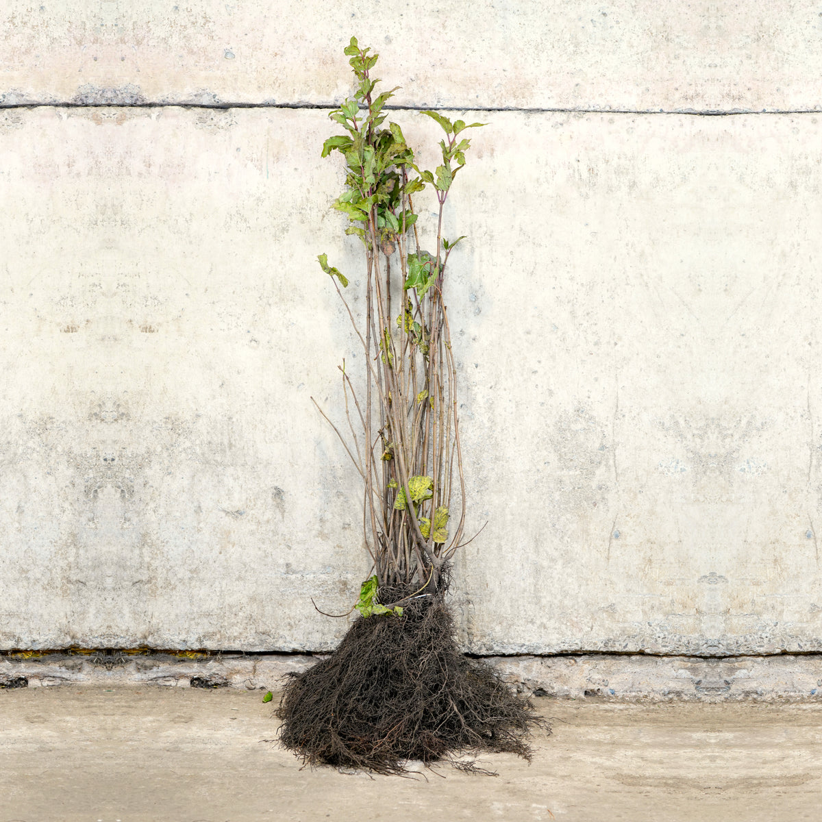 Hazel bare root tree 80-100cm