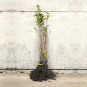Hazel bare root tree 80-100cm
