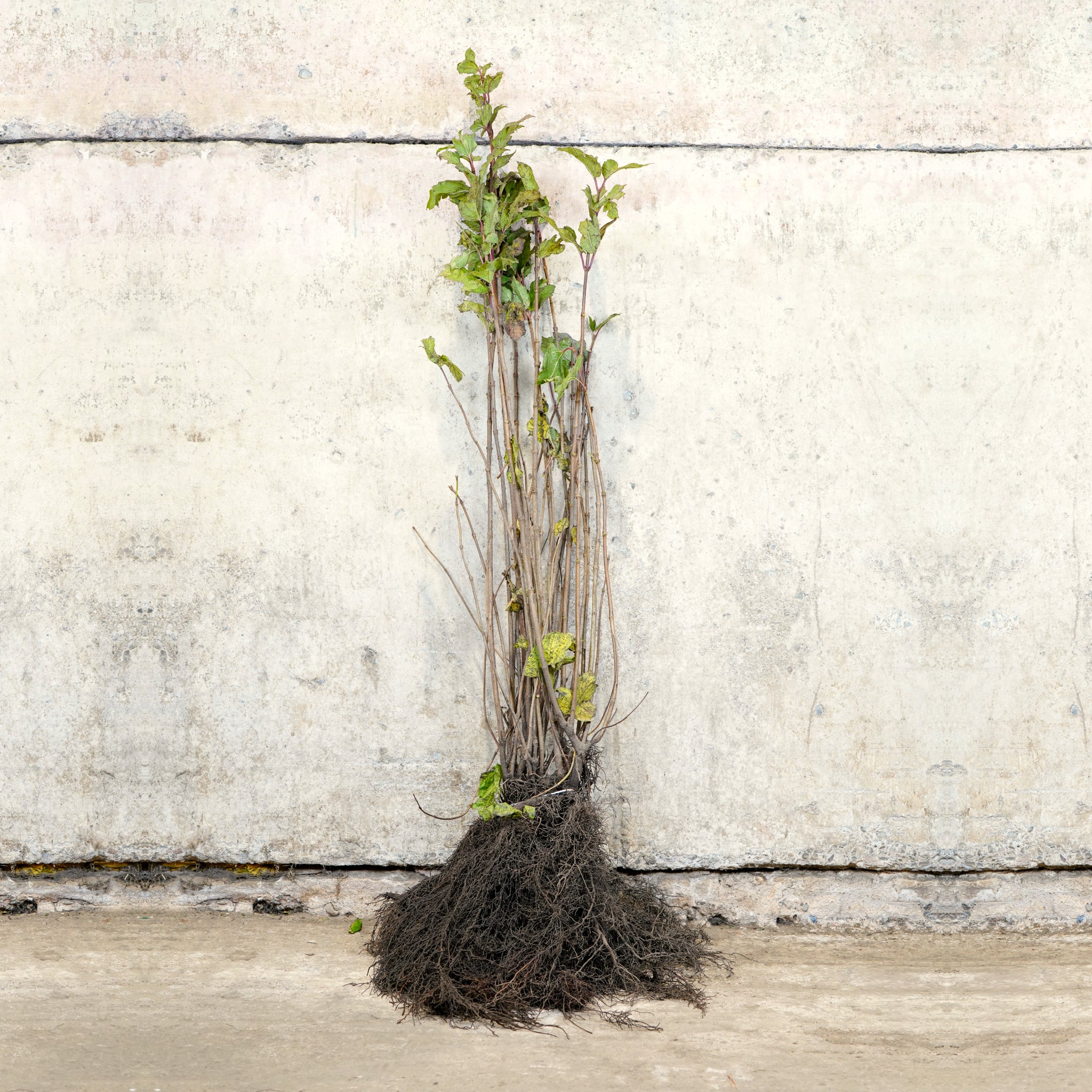 Hazel bare root tree 80-100cm