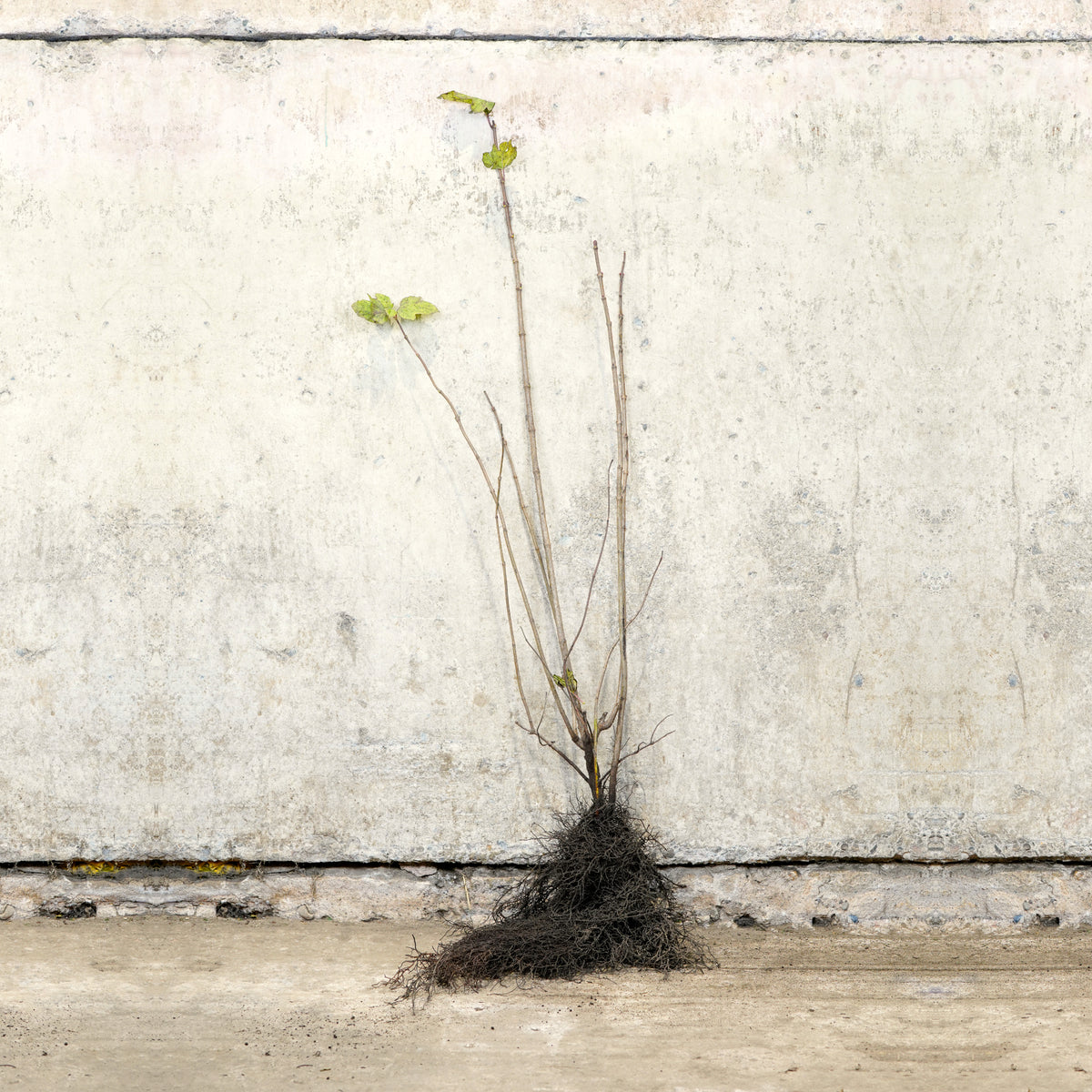 Hazel bare root tree 80-100cm – photo 2