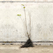 Hazel bare root tree 80-100cm – photo 2