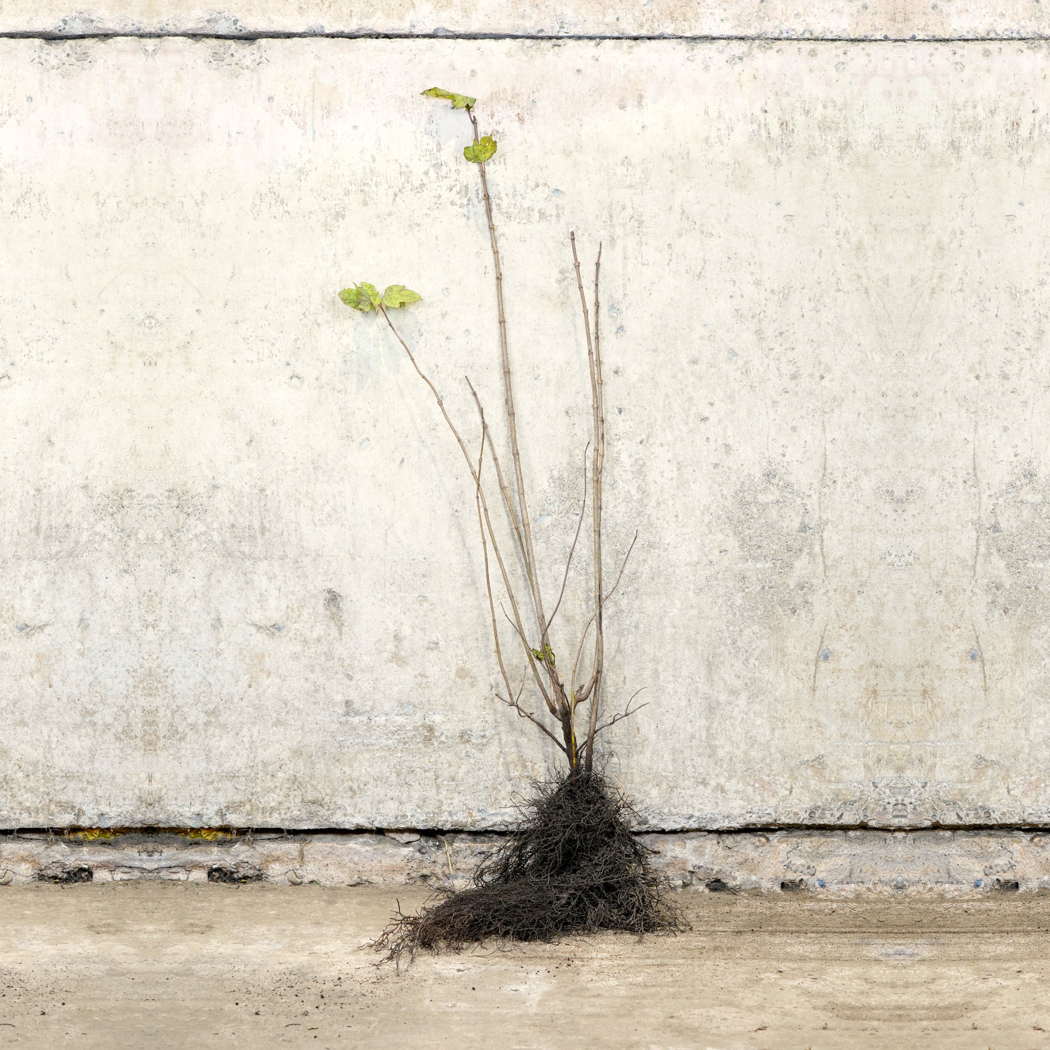 Hazel bare root tree 80-100cm