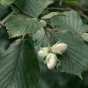 Hazel (Corylus avellana) foliage detail