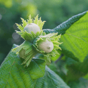 Hazel (Corylus avellana) foliage detail – photo 2