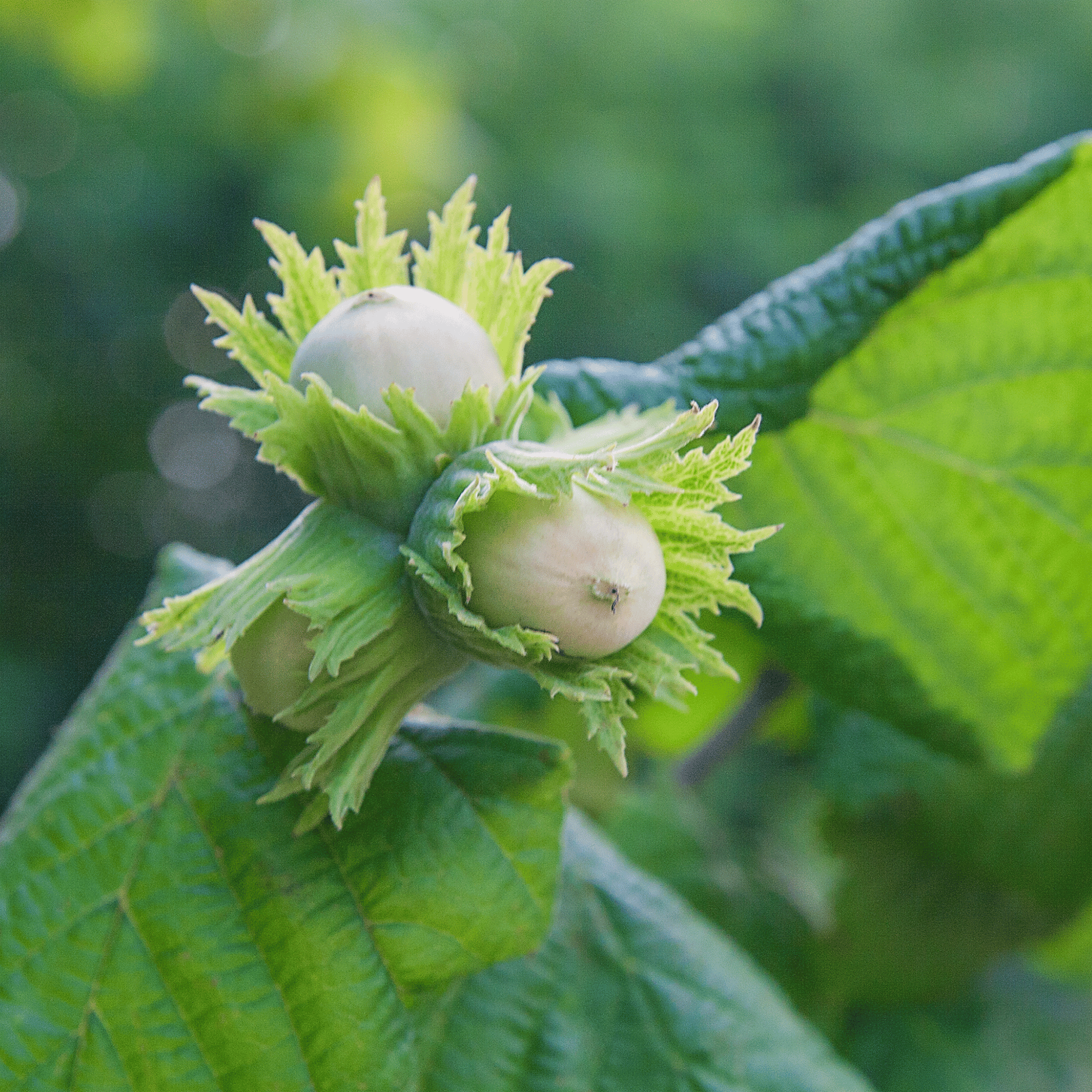 Hazel (Corylus avellana) foliage detail