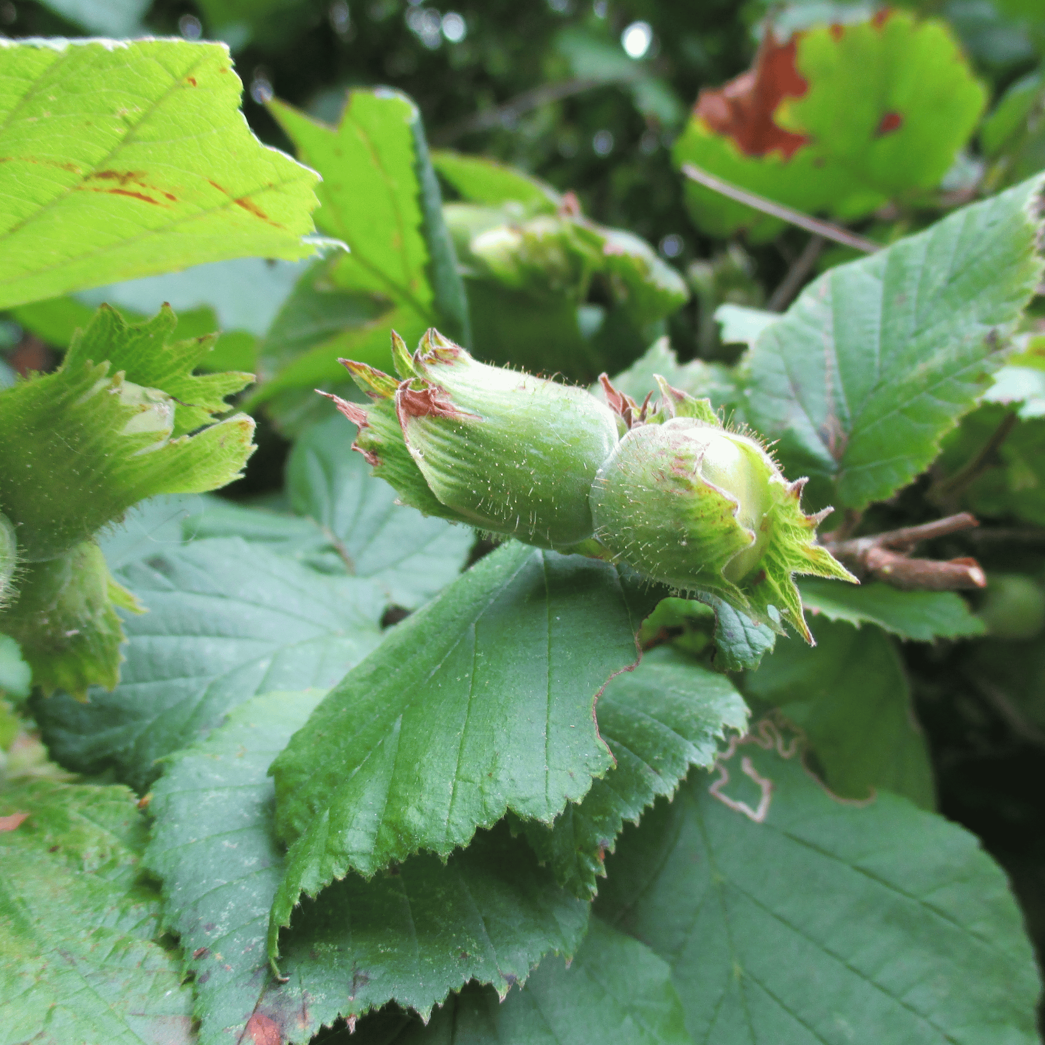 Hazel (Corylus avellana) foliage detail