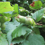 Hazel (Corylus avellana) foliage detail – photo 3