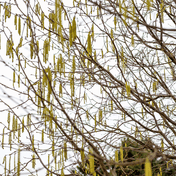 Hazel (Corylus avellana) foliage detail – photo 4