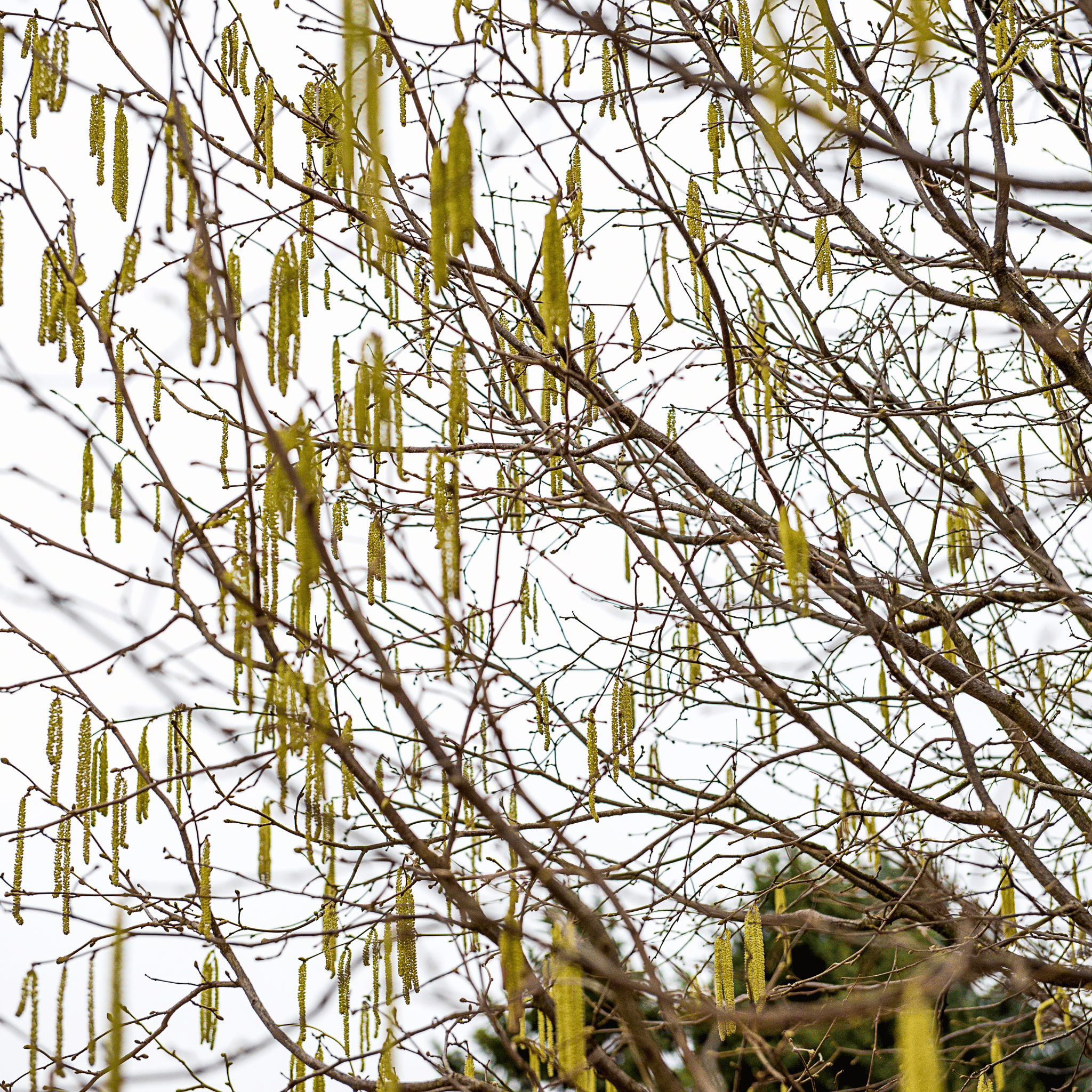 Hazel (Corylus avellana) foliage detail
