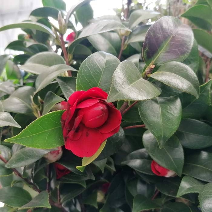 Camellia japonica 'Black Lace' 2L pot grown evergreen shrub.