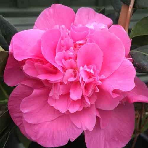 Camellia x williamsii 'Debbie' pot grown evergreen shrub.
