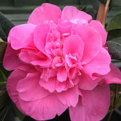 Camellia x williamsii 'Debbie' pot grown evergreen shrub.