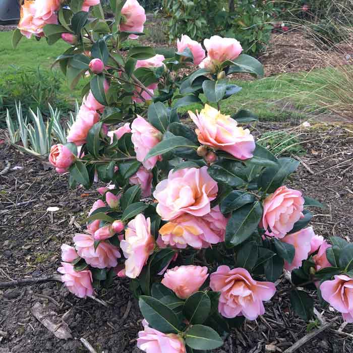 Camellia japonica 'Nicky Crisp' 3L semi-double pink shrub plant.